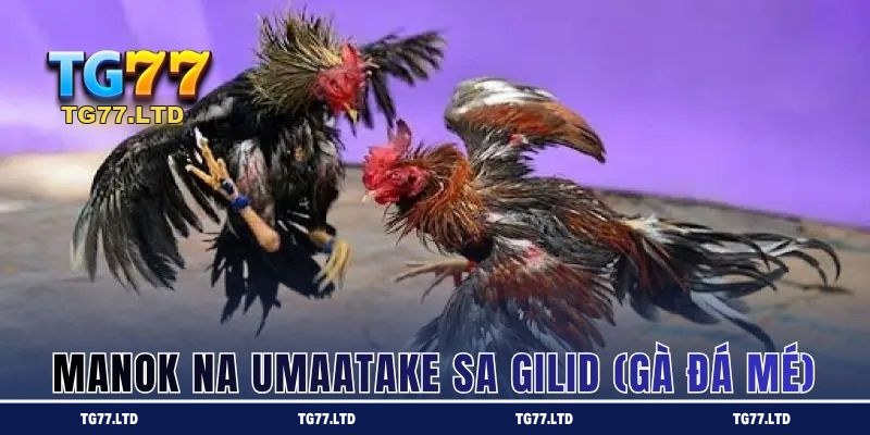 Manok na Umaatake sa Gilid