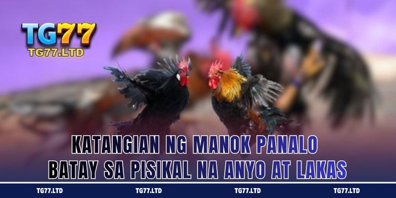 Katangian ng Manok Panalo Batay sa Pisikal na Anyo at Lakas