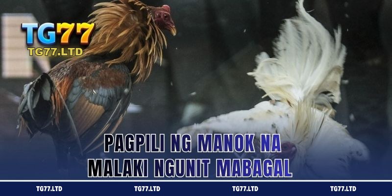 Pagpili ng Manok na Malaki ngunit Mabagal 