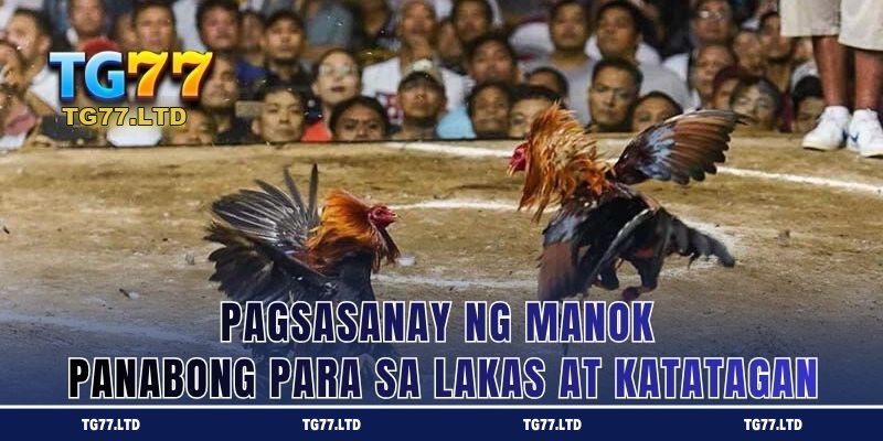 Pagsasanay ng manok panabong para sa lakas at tibay sa TG77