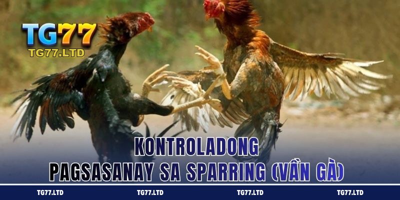 Kontroladong sparring ng manok panabong sa TG77