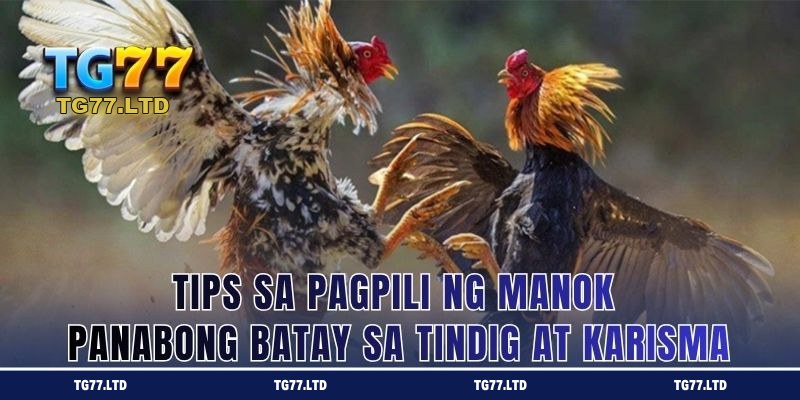 Tips sa Pagpili ng Manok Panabong: Basahin ang Tindig at Dating