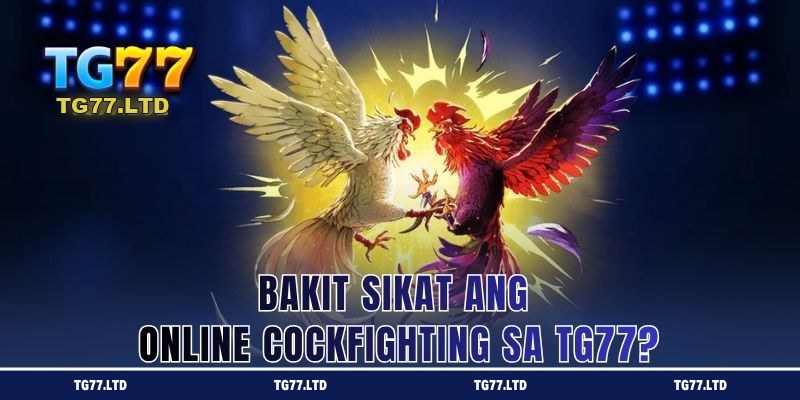 Bakit Sikat ang Online Cockfighting sa TG77?